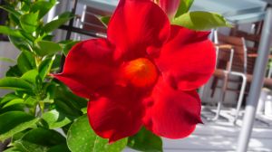 dipladenia