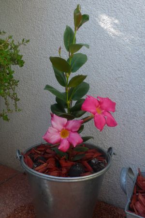 dipladenia