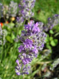 lavandula_angustifolia_flos