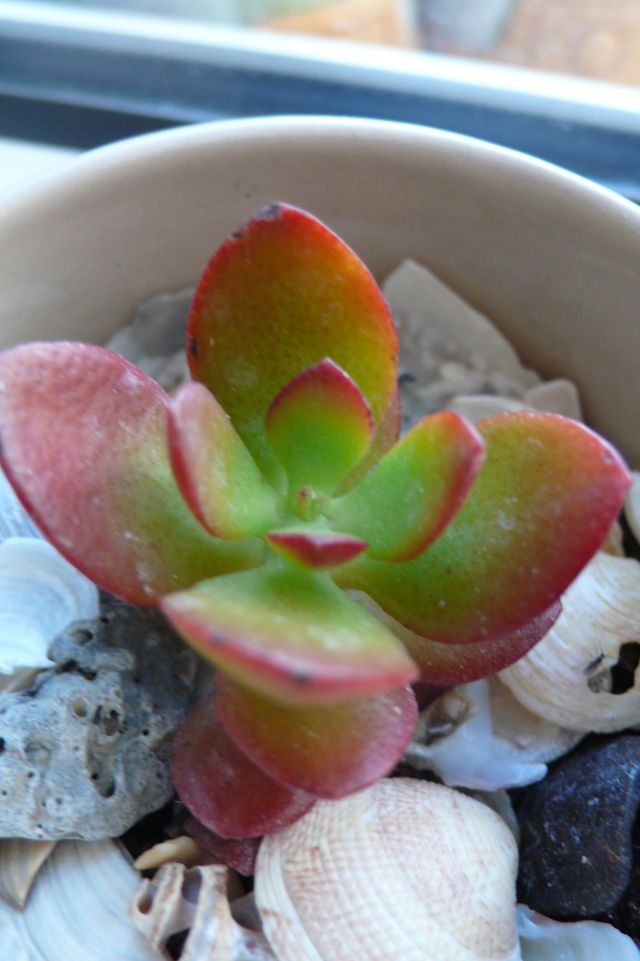 crassula