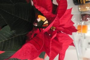 Vianocna ruza