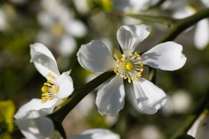 Poncirus trifoliata kvet