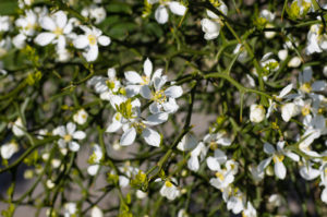Poncirus trifoliata